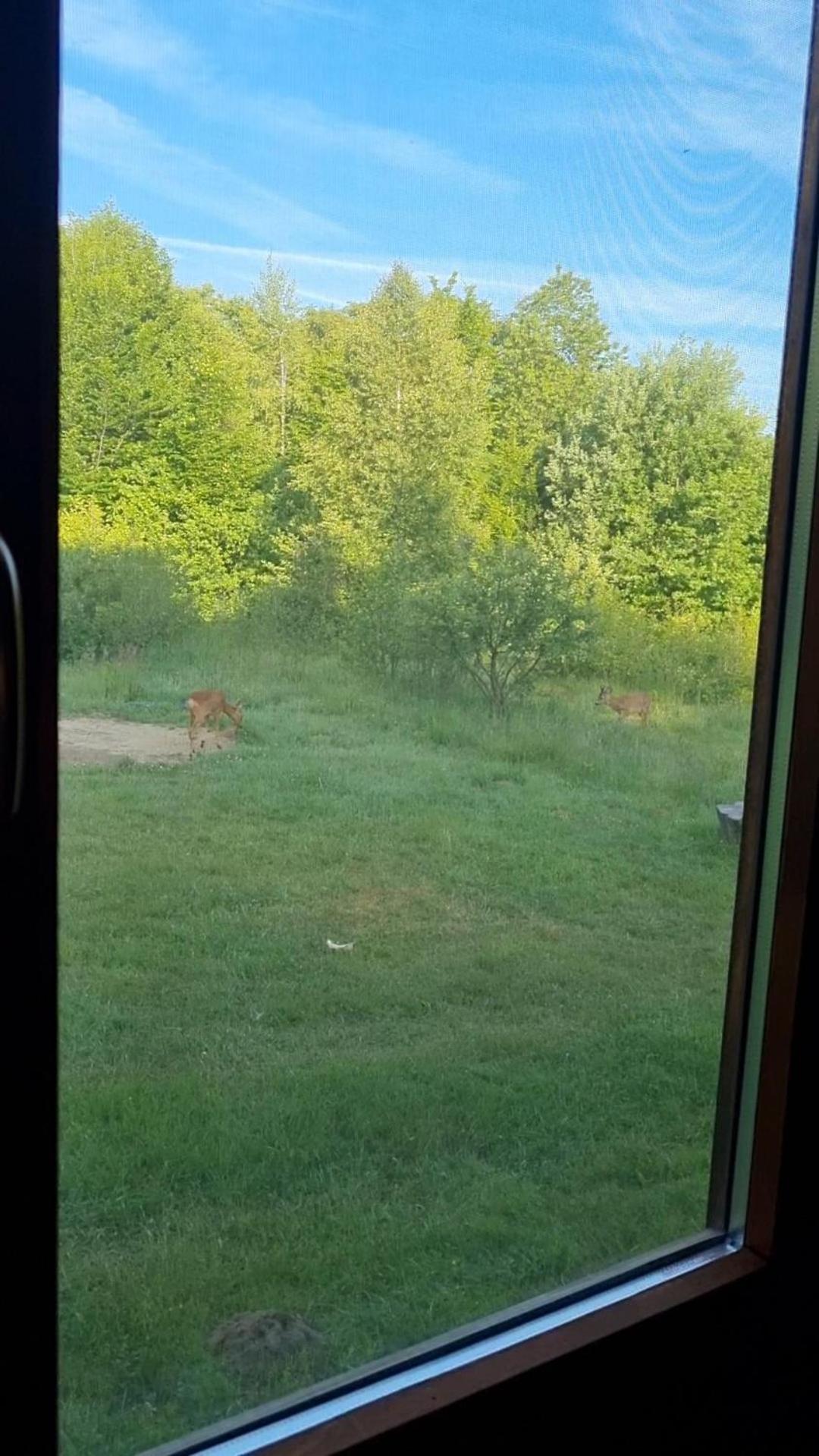 Valea Vistisoarei Villa Vistisoara Luaran gambar